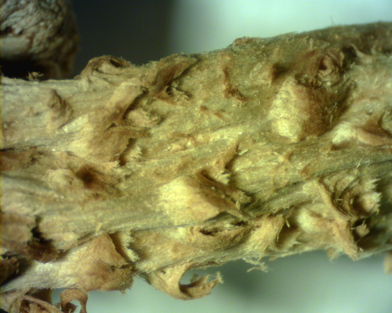 Pholiota squarrosa (Vahl) P. Kumm Figure 2
